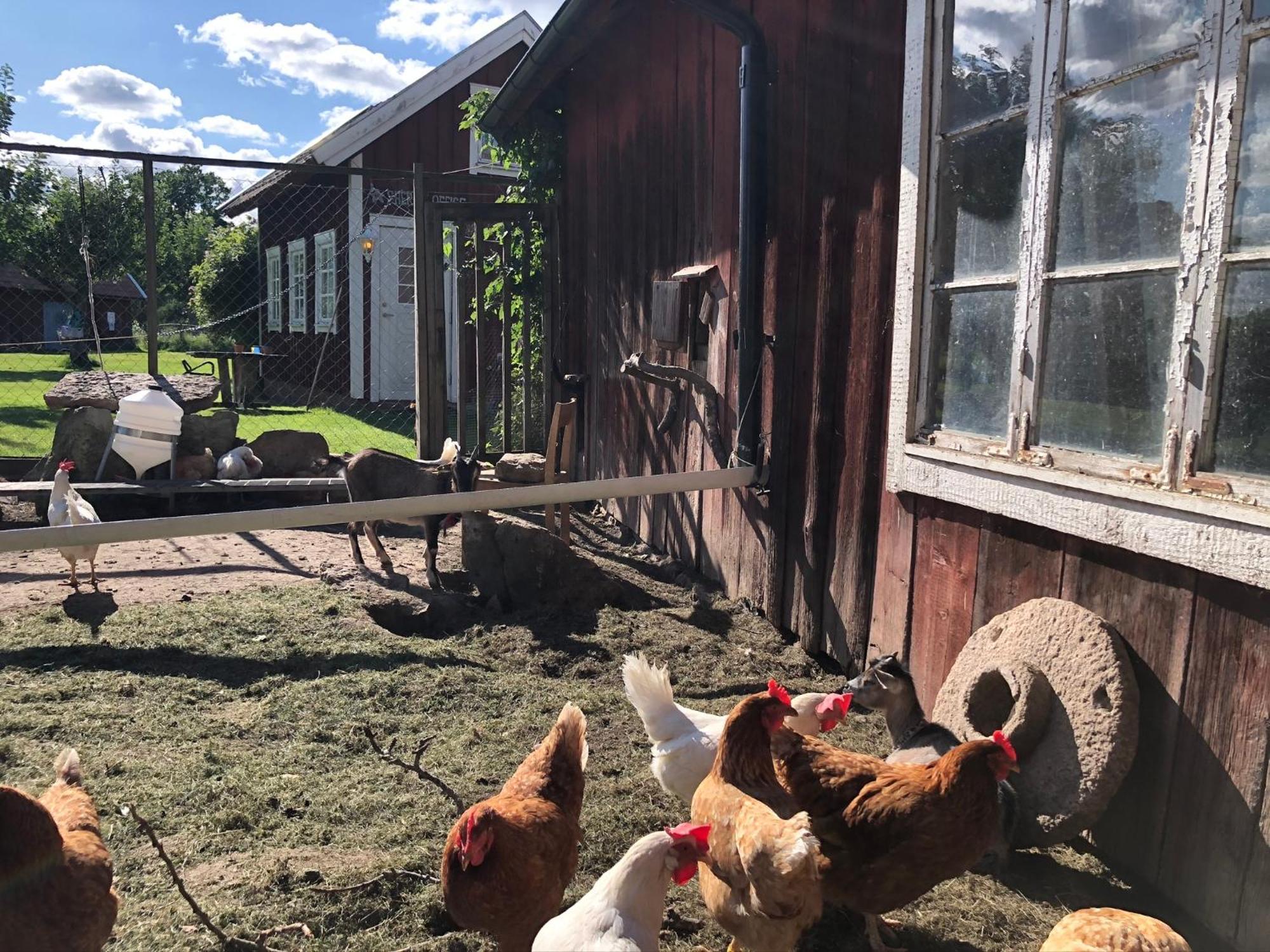 Aeventyrsgardens Vandrarhem, Kinnekulle Källby Dış mekan fotoğraf
