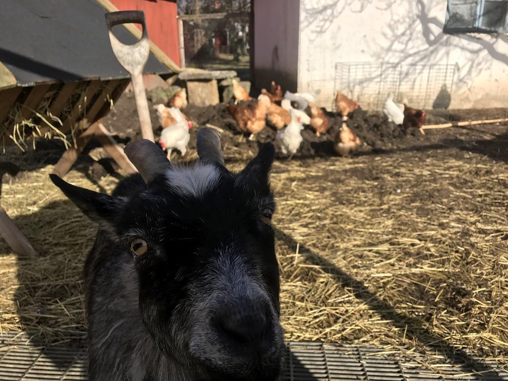Aeventyrsgardens Vandrarhem, Kinnekulle Källby Dış mekan fotoğraf